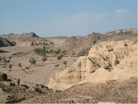 Acacias